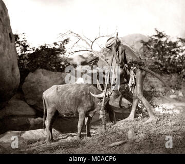 Tiger hunt Serie von Willoughby Wallace Hooper, 1837-1912, fotografiert 1870 Stockfoto