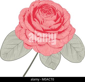 Red Camellia japonica Rose form Blume mit Blättern Hand gezeichnet Vector Illustration Stock Vektor
