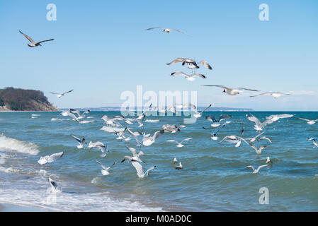 Möwen Jagd auf kleine Fische im flachen Ostsee neben Dorf Baabe auf der Insel Rügen, Norddeutschland Stockfoto