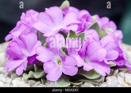 Primula allionii Riessenblute Stockfoto