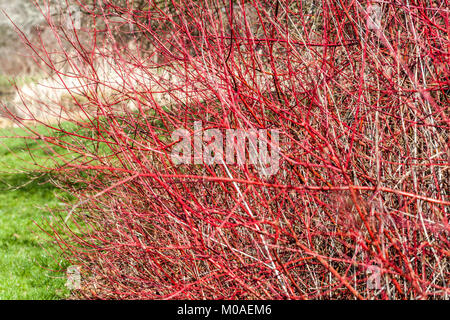 Dogwood, Cornus Sanguinea Winter Rote Stiele Roter Sträucher Stockfoto