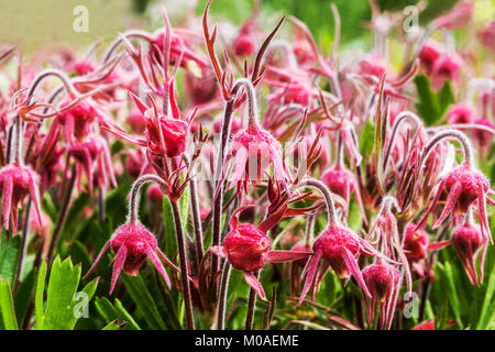 Prairie Smoke Flower, Geum triflorum Stockfoto