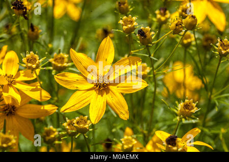 Veilchen Coreopsis grandiflora 'verticilllata' Stockfoto