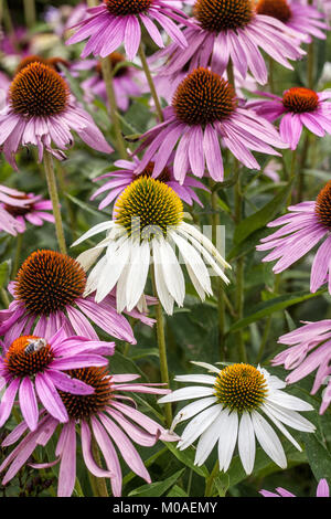 Violette Koneflorblume Echinacea purpurea Alba gemischte Blumen Coneflower Sommergarten Echinaceas Blumenbeet Pflanzen blühende Echinacea Blütenköpfe Stockfoto