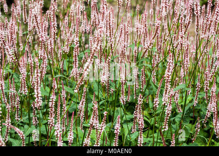 Bistorta Persicaria amplexicaulis subsp. Sinomontana, Bergfleece Stockfoto