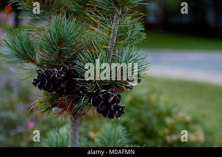Close-up dunkel Tannenzapfen auf eine lange Nadel Pine Tree sapling Stockfoto