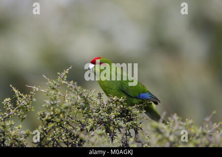 Rot - gekrönte Sittich, Cyanoramphus novaselandiae, Fütterung auf Beeren Stockfoto