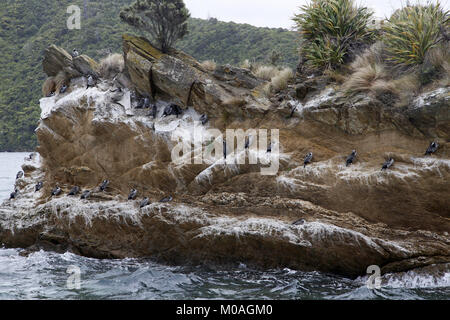 Shag, Dendrocopos punctatus, Zucht Cliff beschmutzt Stockfoto