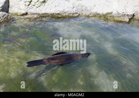 Australasian Fell Meer (Neuseeland Fell Dichtung) l, Arctocephalus forsteri, schwimmen kopfüber bei Kaikoura Stockfoto