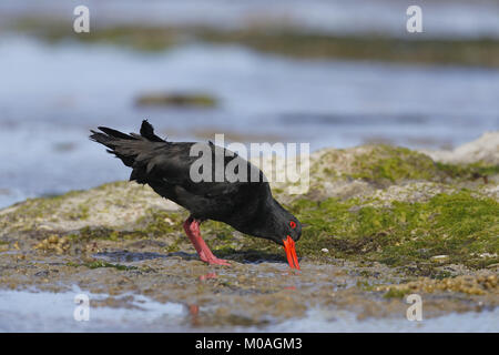 Variable Austernfischer Haematopus unicolor, Fütterung entlang der Küste Stockfoto