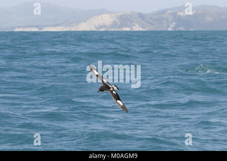 Kap Petrel, Daption capense, Fliegen bei Kaikoura Stockfoto