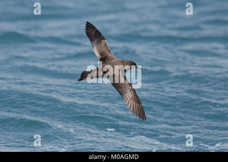 Short-tailed Shearwater, Ardenna (Puffinus Tenuirostris), Fliegende Stockfoto