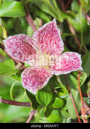 Clematis cirrhosa Freckles purpurascens', in der Blume in einem Englischen Garten im frühen Winter, Großbritannien Stockfoto