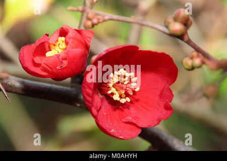 Blumen der japanische Quitte Rowallane Chaemnomeles Superba'' blüht in einem nördlichen Englischen Garten im frühen Winter, Großbritannien Stockfoto