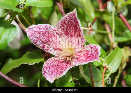 Clematis cirrhosa Freckles 'purpurascens', die in der Blume in einem Englischen Garten im frühen Winter, UK. Hauptversammlung Stockfoto