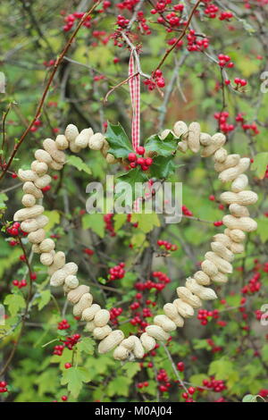 Erstellen einer schnellen, Winter herzförmigen Bird Feeder von Monkey nuts (Schritt-für-Schritt Anleitung). Schritt 3/3: Ort des Schrägförderers wo Sie können sich gerade Vögel Stockfoto