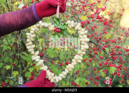 Erstellen einer hausgemachten Winter herzförmigen Bird Feeder von Monkey nuts (Schritt-für-Schritt Anleitung). Schritt 3/3: Ort des Schrägförderers wo Sie können sich gerade Vögel Stockfoto