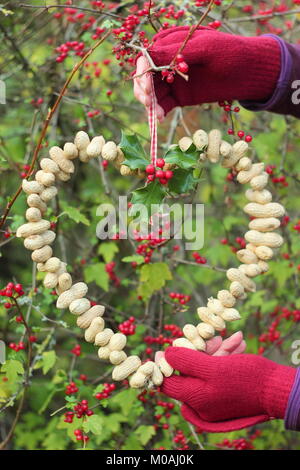 Erstellen einer schnellen, Winter herzförmigen Bird Feeder von Monkey nuts (Schritt-für-Schritt Anleitung). Schritt 3/3: Ort des Schrägförderers wo Sie können sich gerade Vögel Stockfoto