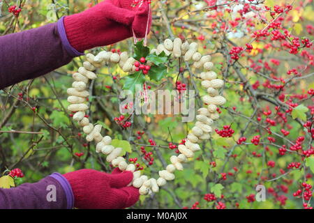 Erstellen einer schnellen, Winter herzförmigen Bird Feeder von Monkey nuts (Schritt-für-Schritt Anleitung). Schritt 3/3: Ort des Schrägförderers wo Sie können sich gerade Vögel Stockfoto