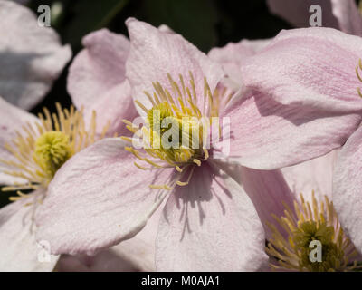 Nahaufnahme von der Mitte der Blüte der Clematis montana Pink Perfektion Stockfoto