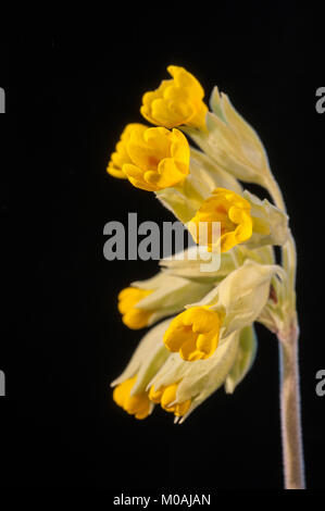 Nahaufnahme des Gelben schlüsselblumenblüten vor einem schwarzen Hintergrund Stockfoto