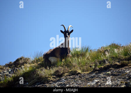 Einsame Ziege Teil einer Herde von Neugierig Wilde Wilde Ziegen in der Nähe der Gipfel des Schottischen Berge Corbett Beinn a Choin in den schottischen Highlands, Großbritannien. Stockfoto