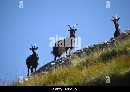 Teil einer Herde von Neugierig Wilde Wilde Ziegen in der Nähe der Gipfel des Schottischen Berge Corbett Beinn a Choin in den schottischen Highlands, Großbritannien. Stockfoto