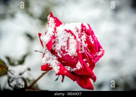 Rote Rose im Schnee Stockfoto