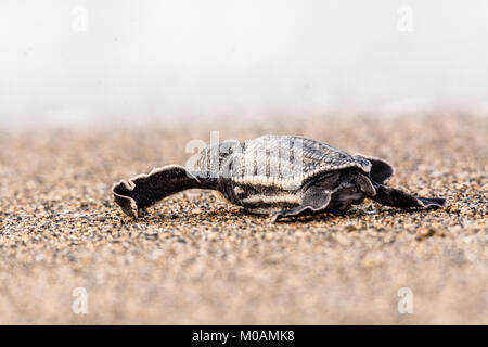 Eine frisch geschlüpfte Leder zurück Schildkröte in Richtung Meer. Stockfoto