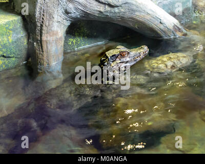 Baby Krokodil im Vivarium Stockfoto