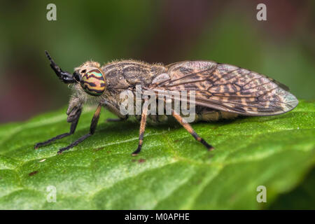 Kerbe gehörnten Cleg pferdebremse Weiblich (Haematopota pluvialis) in Ruhe auf einem Dock leaf. Cahir, Tipperary, Irland. Stockfoto