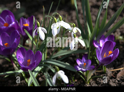 Die feinen Schneeglöckchen und Krokusse im Frühling blühen. Stockfoto