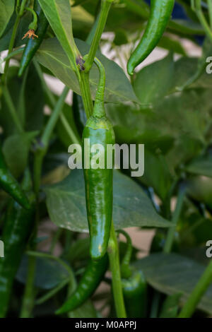 Grüne Paprika harbad Typ Stockfoto