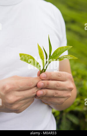 Mann auf Tee Plantage halten frische Blätter in den Händen Stockfoto