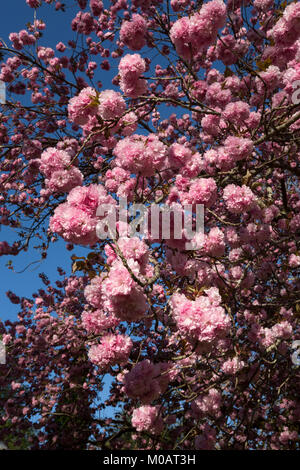 Cherry Tree Blumen close-up schöne rosa gefüllte Blüten und blauer Himmel Frühling Blumenarrangement Asheville North Carolina, Südost-US Stockfoto