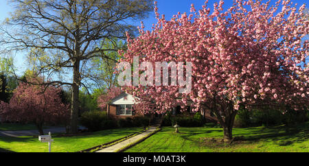 Wohnsitz außerhalb wunderschöne reife Landschaftsgestaltung große Kirschbaum voller Blüte groß angehende Eiche frisch gemähten Rasen Pan Asheville North Carolina USA Stockfoto