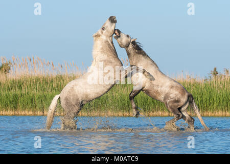 Camargue Pferde Sparring in der Nähe von Saintes Maries de la Mer, Frankreich. Anfang Mai, von Dominique Braud/Dembinsky Foto Assoc Stockfoto