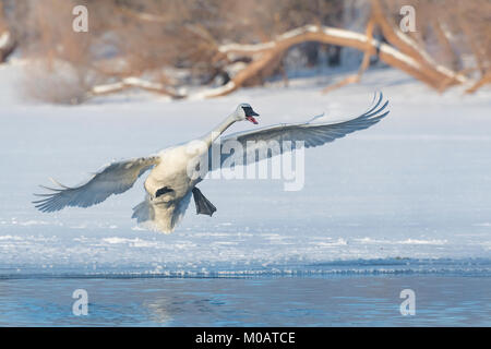 Trumpeter Swans (Cygnus buccinator), St. Croix River zwischen Minnesota und Wisconsin. Hudson, WI, USA, von Dominique Braud/Dembinsky Foto Assoc Stockfoto