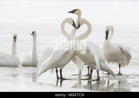 Trumpeter Swans (Cygnus buccinator), St. Croix River zwischen Minnesota und Wisconsin. Hudson, WI, USA, von Dominique Braud/Dembinsky Foto Assoc Stockfoto