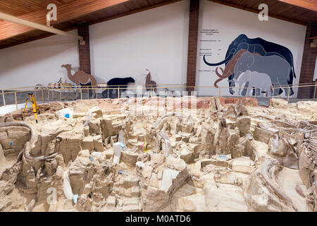 Fossil Beds, Mammoth Site, heiße Quellen, S. Dakota, USA, von Dominique Braud/Dembinsky Foto Assoc Stockfoto