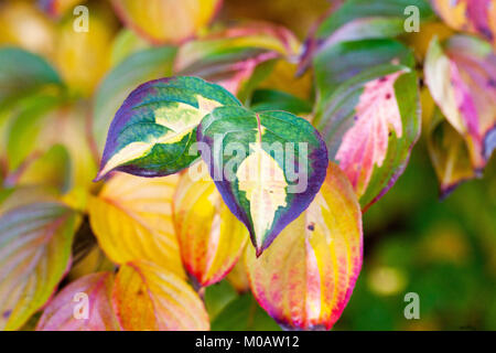 Hartriegel, Cornus kousa "Gold Star", Kousa Blätter Stockfoto