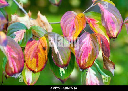 Hundeholz, Cornus kousa "Gold Star" Herbstblätter auf Ast Stockfoto