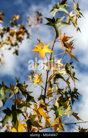 Liquidambar styraciflua, amerikanischer Süßgummi-Baum gelb, Herbstblätter gegen blauen Himmel Stockfoto