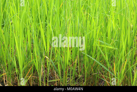 Reis Sämlinge in der reisfarm Stockfoto