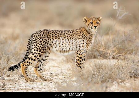 Junge Geparden (Acinonyx jubatus) im natürlichen Lebensraum, Kalahari Wüste, Südafrika Stockfoto