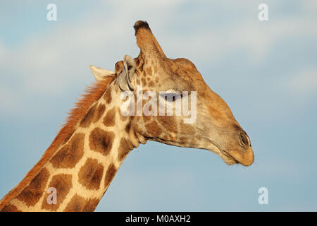 Porträt einer Giraffe (Giraffa Camelopardalis) vor blauem Himmel, Südafrika Stockfoto