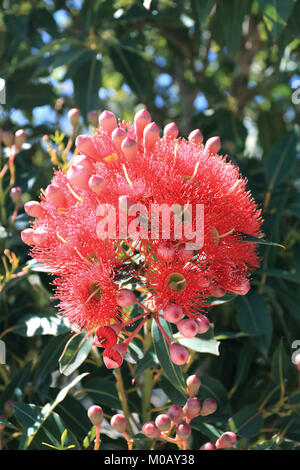 Corymbia ficifolia oder als rote Blüte Gummi, Albany rot blühenden Gummi- und das Albany redgum bekannt Stockfoto