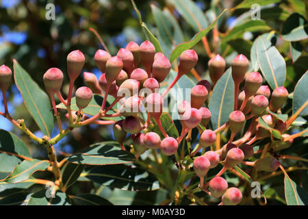 Corymbia ficifolia oder als rote Blüte Gummi, Albany rot blühenden Gummi- und das Albany redgum bekannt Stockfoto