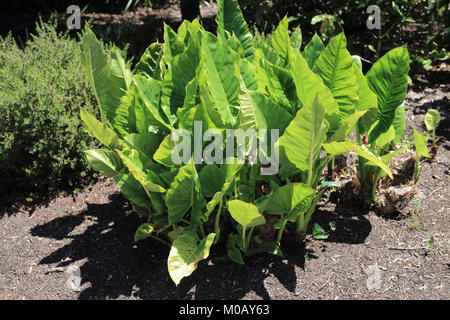 Colocasia oder als Elefant bekannten Ohren Pflanzen Stockfoto