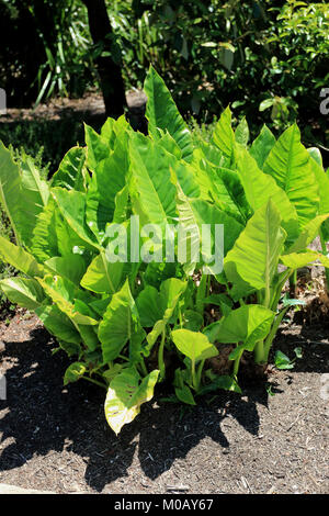 Colocasia oder als Elefant bekannten Ohren Pflanzen Stockfoto